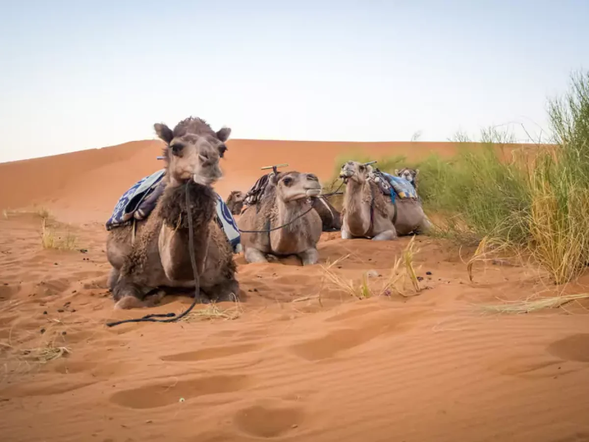 Camel in desert